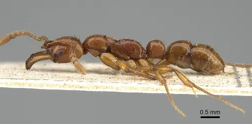 Myopias levigata specimen