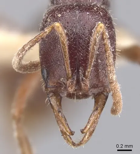 Myopias lobosa specimen