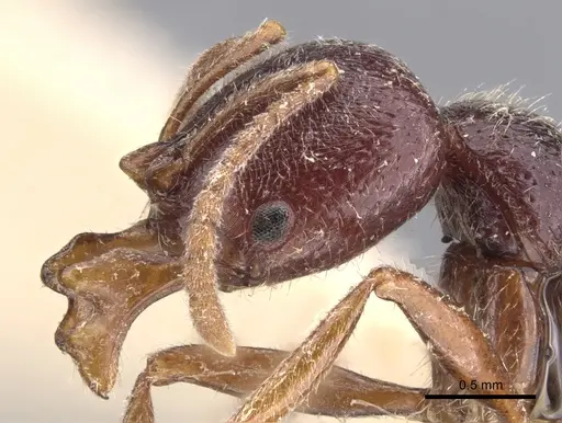 Myopias lobosa specimen