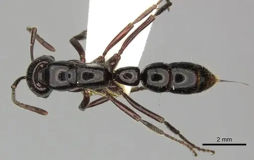 Myopias loriai specimen