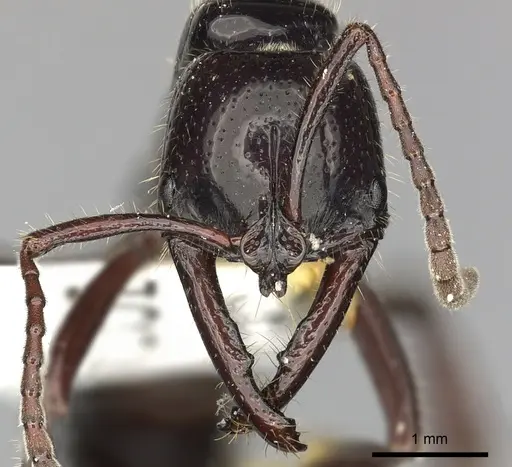 Myopias loriai specimen