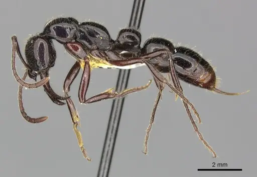 Myopias loriai specimen