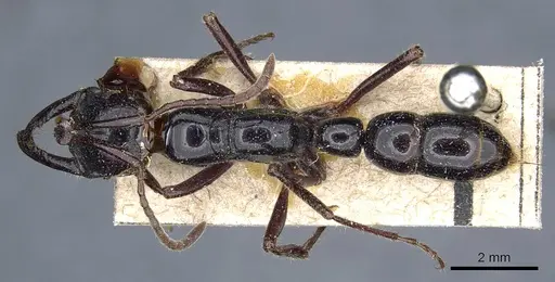 Myopias loriai - CASENT0905741