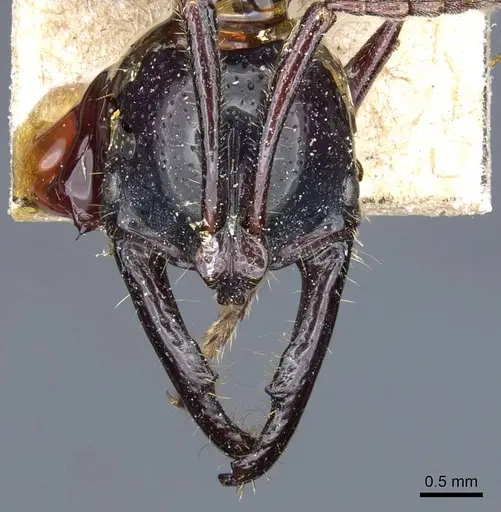 Myopias loriai - CASENT0905741