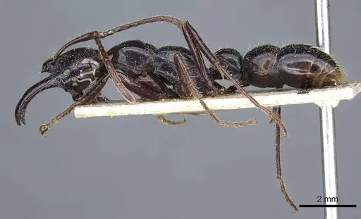 Myopias loriai - CASENT0905741