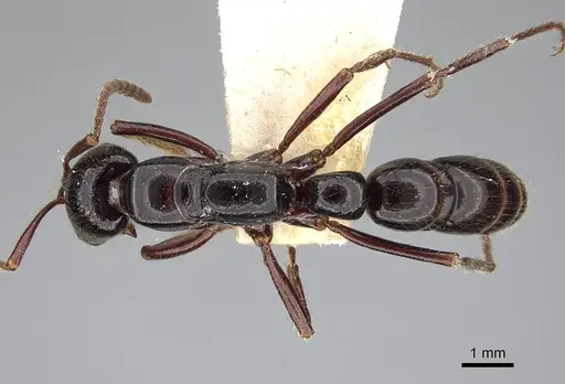 Myopias loriai - CASENT0922250