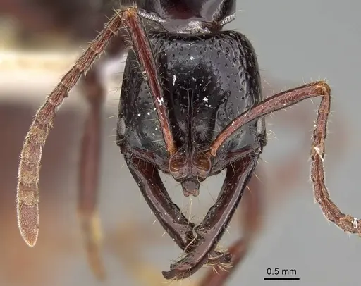 Myopias loriai - CASENT0922250