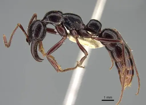 Myopias loriai - CASENT0922250