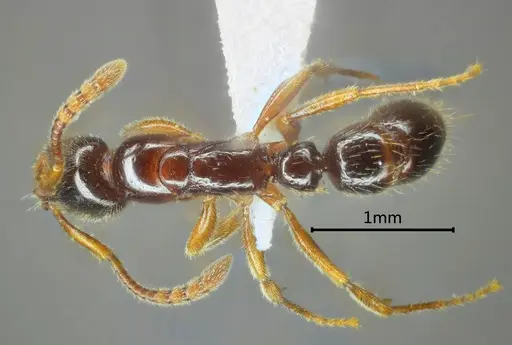 Myopias luoba specimen