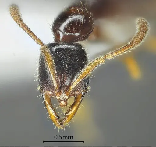 Myopias luoba specimen