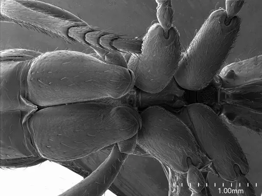 Myopias maligna specimen