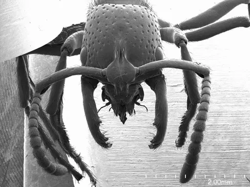 Myopias maligna specimen