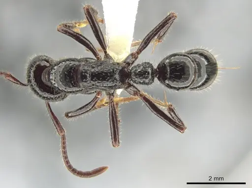 Myopias maligna - CASENT0634692