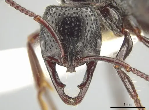 Myopias maligna - CASENT0634692