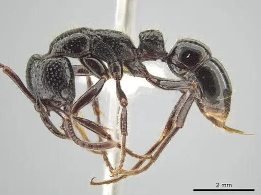 Myopias maligna - CASENT0634692