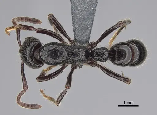 Myopias maligna - CASENT0722234