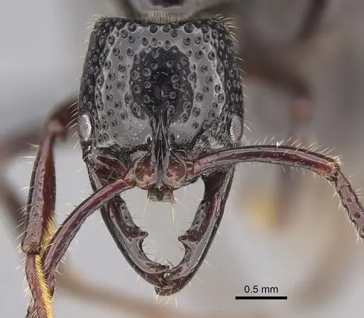 Myopias maligna - CASENT0722234