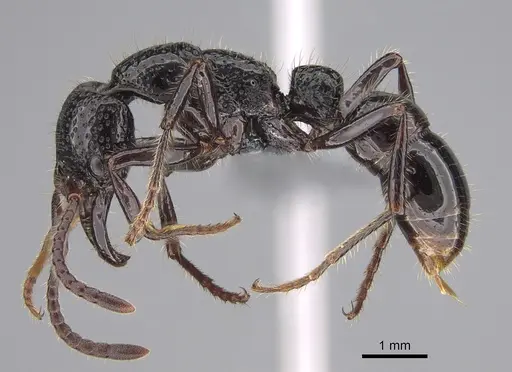 Myopias maligna - CASENT0722234