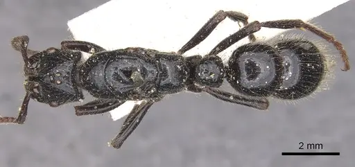 Myopias maligna - CASENT0902531