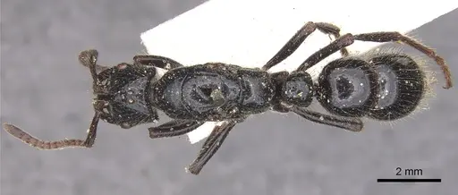 Myopias maligna - CASENT0902531