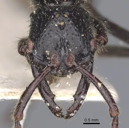 Myopias maligna - CASENT0902531