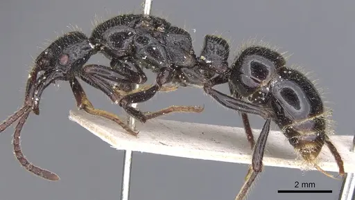 Myopias maligna - CASENT0902531