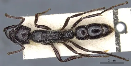 Myopias maligna - CASENT0903921