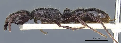 Myopias maligna - CASENT0903921