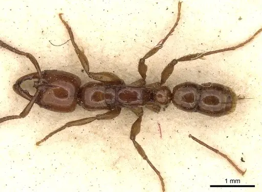 Myopias mayri specimen