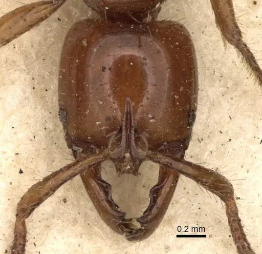 Myopias mayri specimen