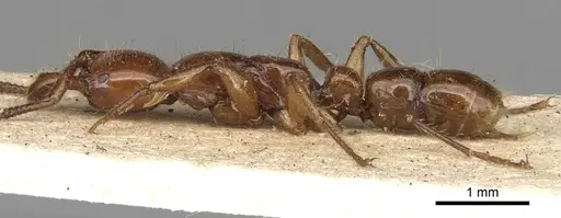 Myopias mayri specimen