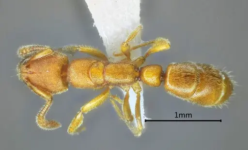 Myopias menba specimen