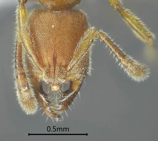 Myopias menba specimen