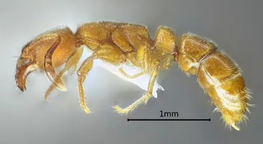Myopias menba specimen