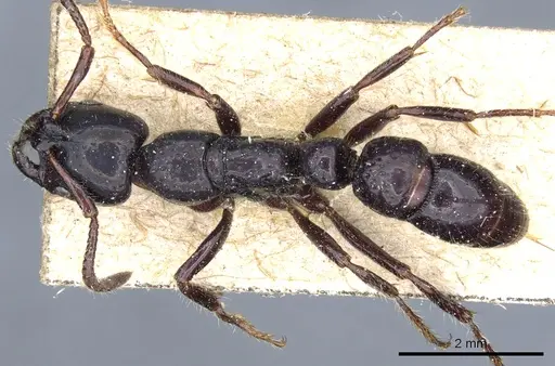 Myopias modiglianii specimen