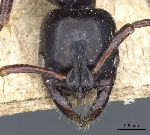 Myopias modiglianii specimen