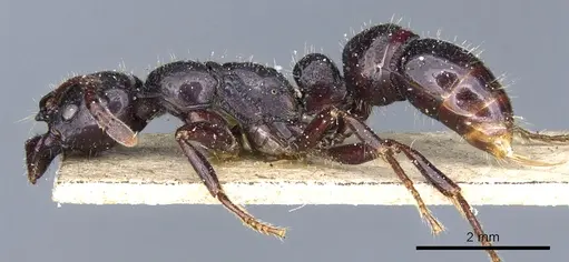 Myopias modiglianii specimen