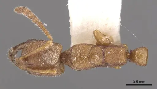 Myopias nops specimen