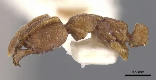 Myopias nops specimen