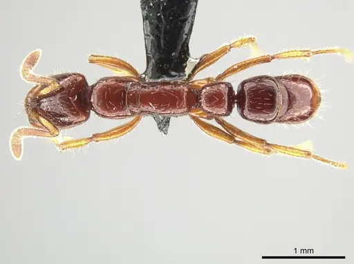 Myopias papua specimen