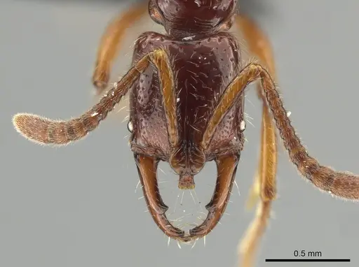 Myopias papua specimen