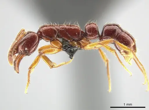 Myopias papua specimen