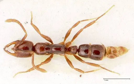 Myopias santschii specimen