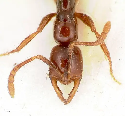 Myopias santschii specimen