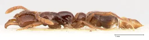 Myopias santschii specimen