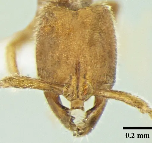 Myopias shivalikensis specimen