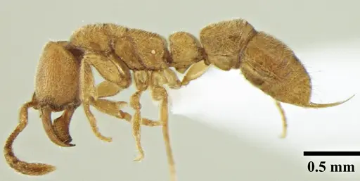 Myopias shivalikensis specimen