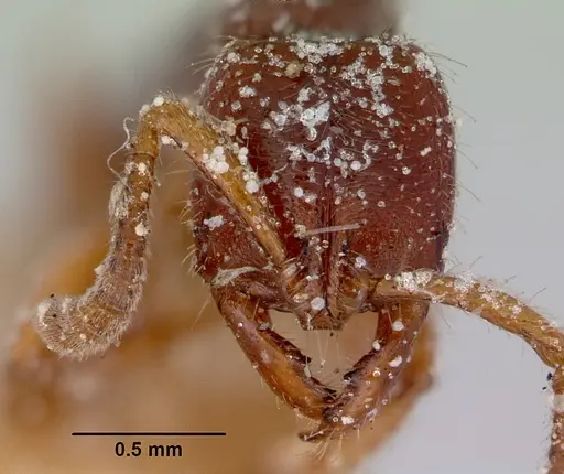 Myopias tasmaniensis - CASENT0172088