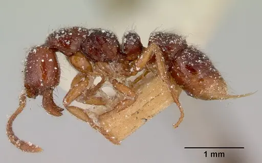 Myopias tasmaniensis - CASENT0172088