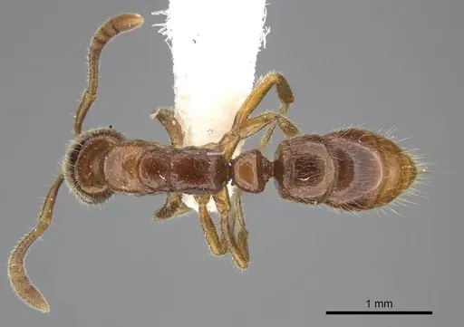 Myopias tasmaniensis - CASENT0270594